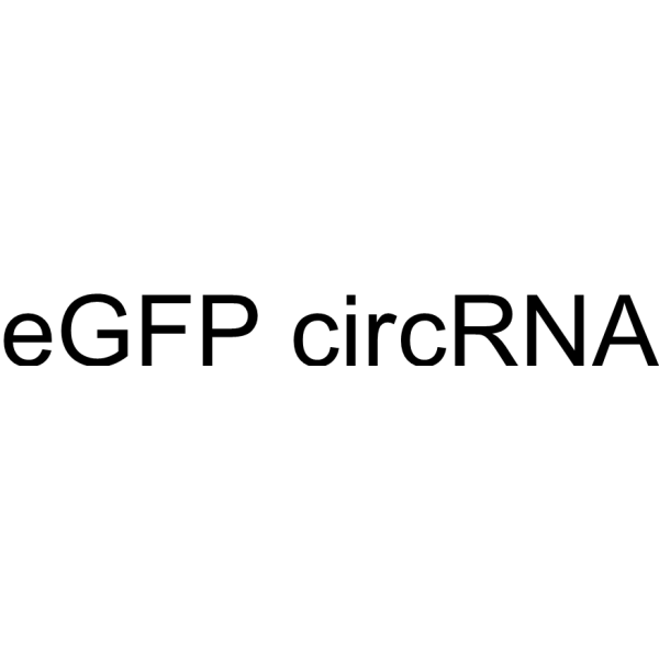 eGFP circRNA